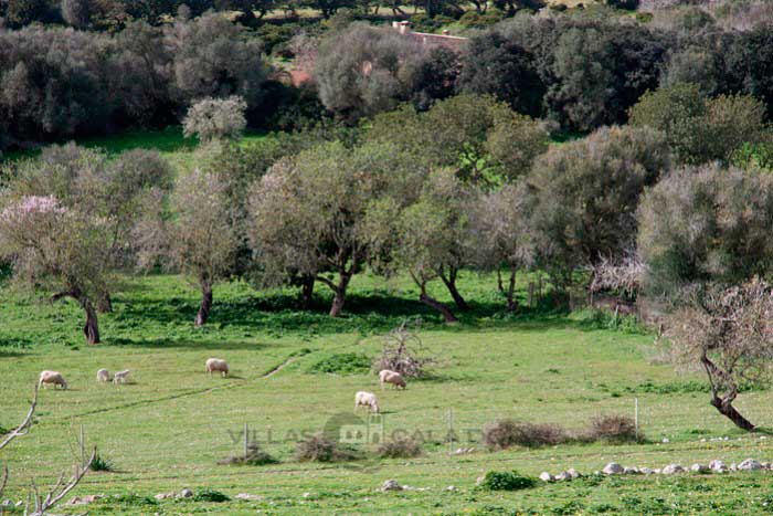 Holiday home in the countryside - Pujol den Miquel