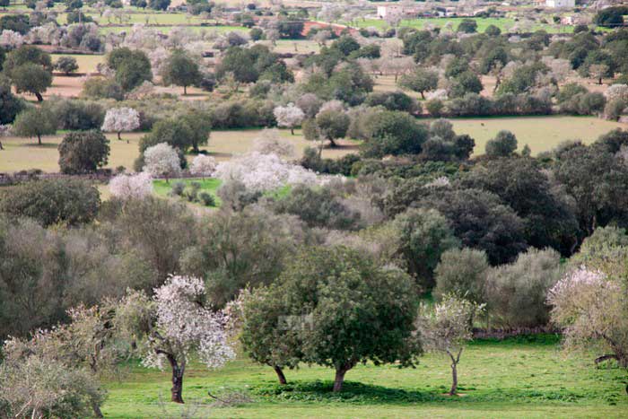 Holiday home in the countryside - Pujol den Miquel