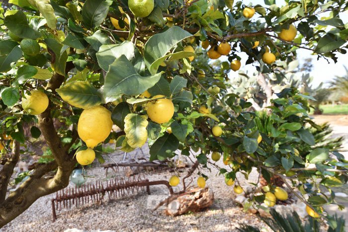 Finca zu mieten auf Mallorca - Hort De Sa Barrala