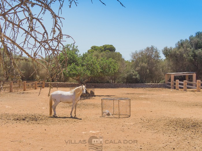 Holiday country house with pool for rent in Mallorca