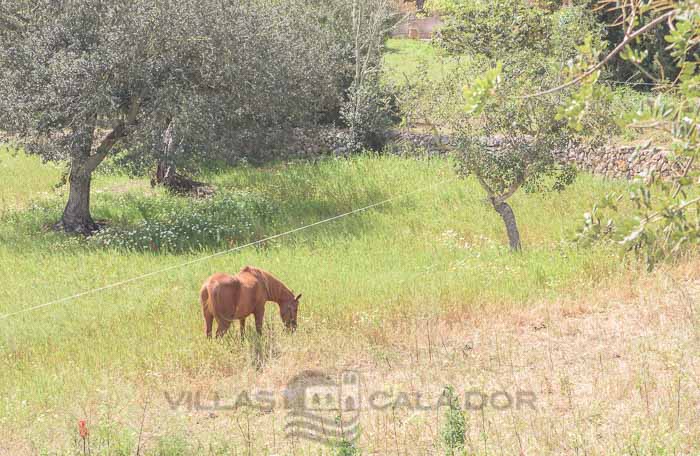 casa campo batlet - Calonge - Mallorca