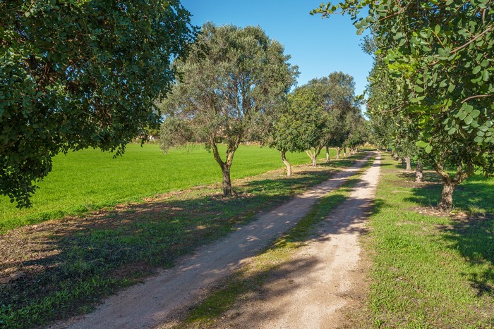 finca  Turo de Menorca, 1 schlafzimmer, Colonia de Sant Jordi,   Mallorca